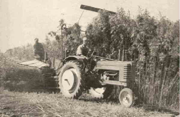 Hemp Farmer during the war